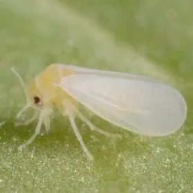 thumbnail for publication: A Threshold for Timing Applications of Insecticides to Manage the Silverleaf Whitefly and Irregular Ripening on Tomato